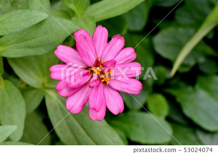 粉紅色盛開在三鷹中原 粉紅色盛開在三鷹中原 53024074