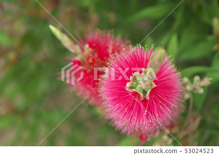 Australian native brush tree Australian native brush tree 53024523