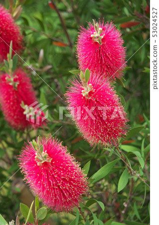 澳大利亞當地刷樹 53024527