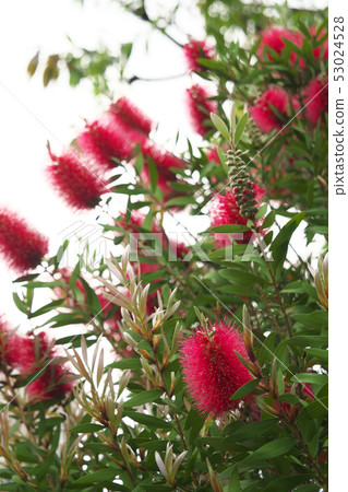 澳大利亞當地刷樹 53024528