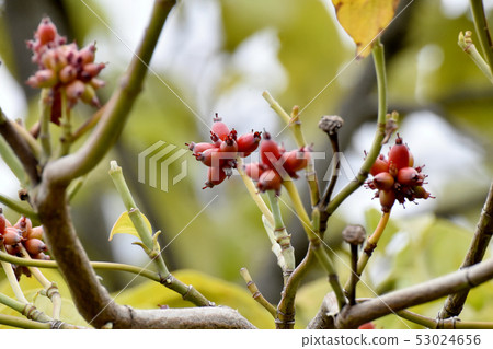 A fruit of the dogwood that has begun to turn red to become Mishima Nakahara 53024656