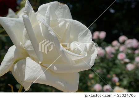 玫瑰 玫瑰 53024706