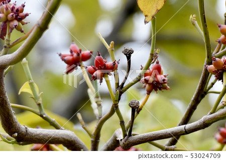 A fruit of the dogwood that has begun to turn red to become Mishima Nakahara 53024709