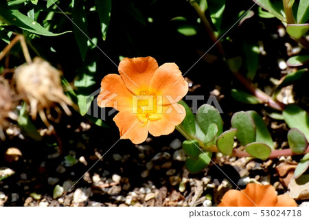 開花在三鷹中原的橙色Hanasbergihyu(Portulaca) 開花在三鷹中原的橙色Hanasbergihyu(Portulaca) 53024718