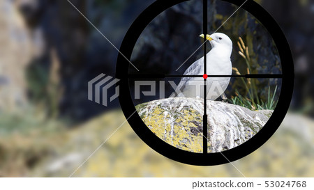 Hunting a black-legged kittiwake Hunting a black-legged kittiwake 53024768