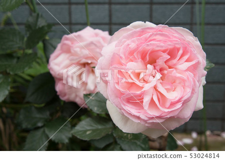 粉紅色的花朵 53024814