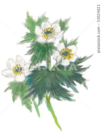 Hakusan Ichige 53024821