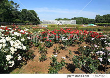 Kamishiro植物園玫瑰園 Kamishiro植物園玫瑰園 53024859