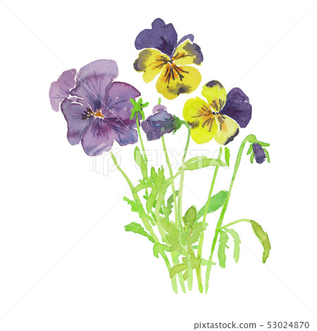 Three color violet bunch watercolor 53024870