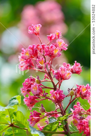 紅花栗子 53024882