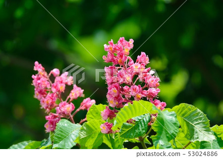 Safflower chestnut Safflower chestnut 53024886