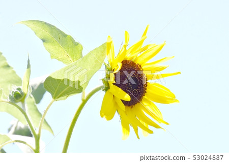 Yellow sunflower blooming in Mitaka Nakahara Yellow sunflower blooming in Mitaka Nakahara 53024887