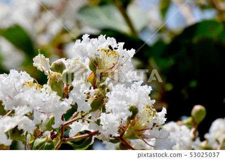 開花在三鷹中原的白色crispberry花 開花在三鷹中原的白色crispberry花 53025037