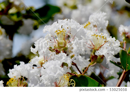 開花在三鷹中原的白色crispberry花 開花在三鷹中原的白色crispberry花 53025038