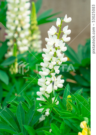 Lupine Lupine 53025083