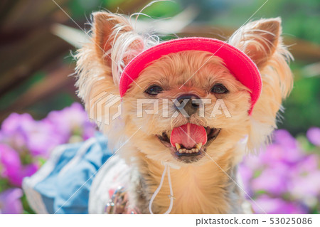 笑Uwanko 笑Uwanko 53025086