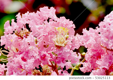 A pale pink salsberg flower that blooms in Mikasa Nakahara A pale pink salsberg flower that blooms in Mikasa Nakahara 53025113