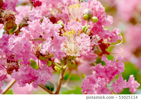 A pale pink salsberg flower that blooms in Mikasa Nakahara A pale pink salsberg flower that blooms in Mikasa Nakahara 53025114