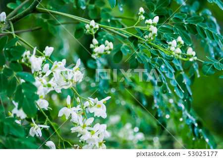 Drumstick has white yellow flower is rich amino Drumstick has white yellow flower is rich amino 53025177