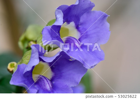 Tsunbergia flower 53025622