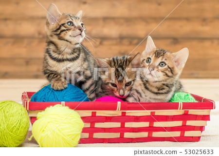 in the wicker basket sit three kittens of the in the wicker basket sit three kittens of the 53025633
