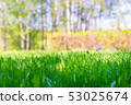 Natural background - lawn spring grass close up, 53025674