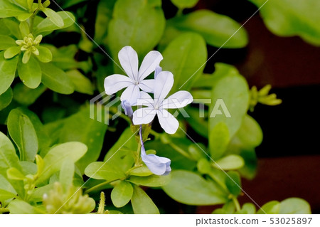 在三鷹中原開花的淺藍色Ruri Matsuri 53025897