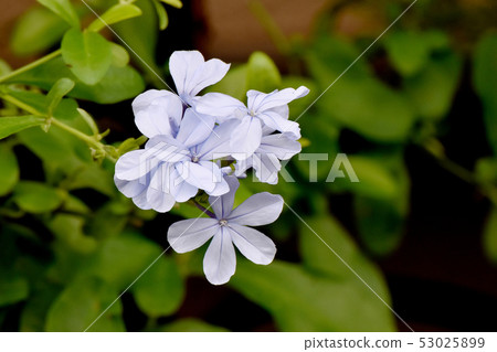 Light blue Ruri Matsuri blooming in Mitaka Nakahara 53025899