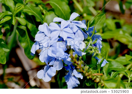 在三鷹中原開花的淺藍色Ruri Matsuri 53025903