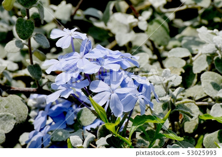 Light blue Ruri Matsuri blooming in Mitaka Nakahara 53025993