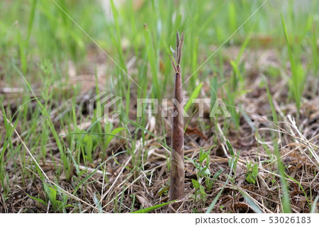 Bamboo protruding from the field (Matake, Madake, Bamboo shoots) 53026183