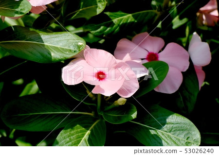 在三鷹中原開花的淡粉紅色紅色多彩多姿的長春花 53026240