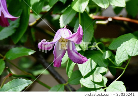 在Mikasa Nakahara開花的Hanshu花的一朵紫色花 53026241