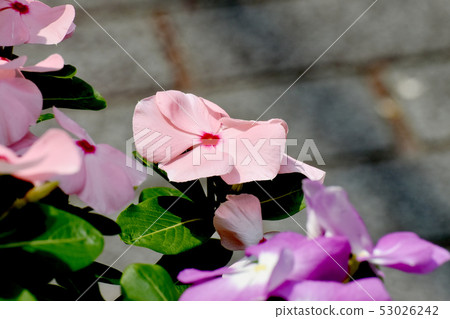 在三鷹中原開花的淡粉紅色紅色多彩多姿的長春花 53026242