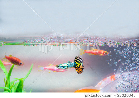 Little fish in fish tank or aquarium, gold fish, Little fish in fish tank or aquarium, gold fish, 53026343