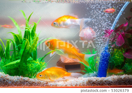 Little fish in fish tank or aquarium, gold fish, 53026379