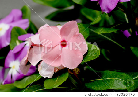 A pale pink red multicolored periwinkle blooming in Mitaka Nakahara 53026479