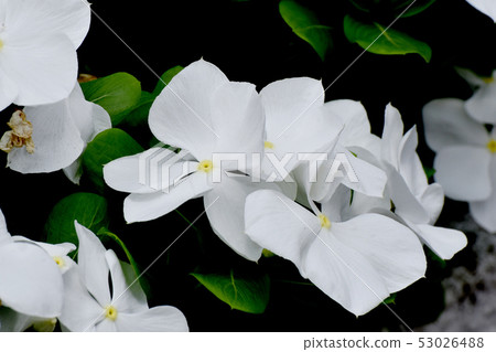 White Nichinoscisso blooming in Mitaka Nakahara 53026488
