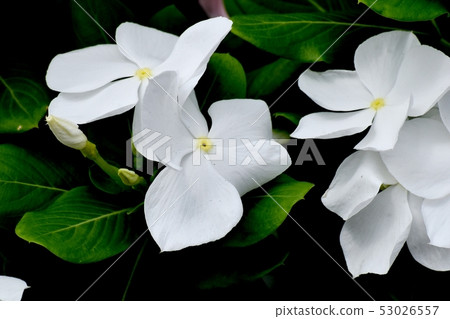 開花在三鷹中原的白色Nichinoscisso 53026557