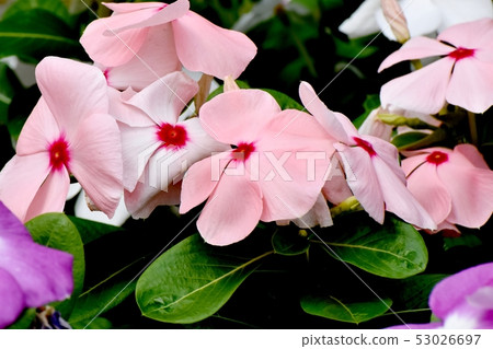 A pale pink red multicolored periwinkle blooming in Mitaka Nakahara A pale pink red multicolored periwinkle blooming in Mitaka Nakahara 53026697