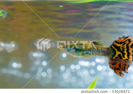 Little fish in fish tank or aquarium, gold fish, Little fish in fish tank or aquarium, gold fish, 53026872