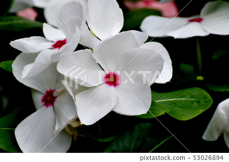 開花在三鷹中原的紅色多彩的荔枝螺 53026894