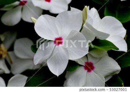 開花在三鷹中原的紅色多彩的荔枝螺 53027001