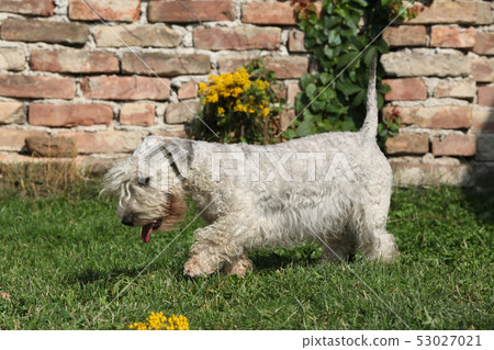 Amazing Czech terrier moving on the grass Amazing Czech terrier moving on the grass 53027021