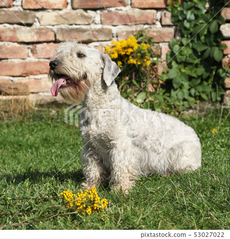 Amazing Czech terrier sitting on the grass Amazing Czech terrier sitting on the grass 53027022