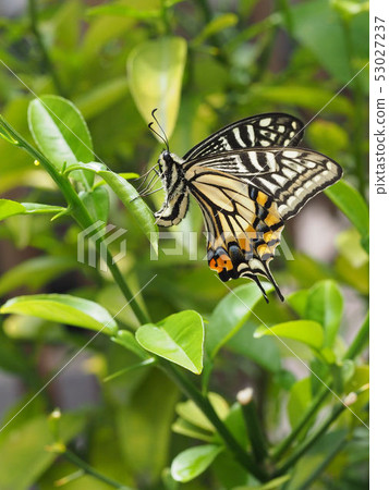 產卵的燕尾 53027237