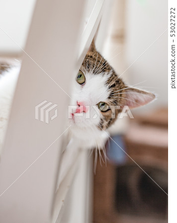 Beautiful cat lying on a white chair at home, indoors, funny face expression 53027272