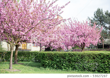 Beautiful cherry blossom sakura on nature background. Japanese cherry blossoms during spring 53027287