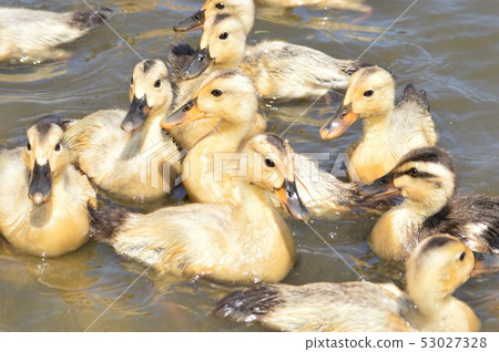 Yellow-headed hen duck 53027328