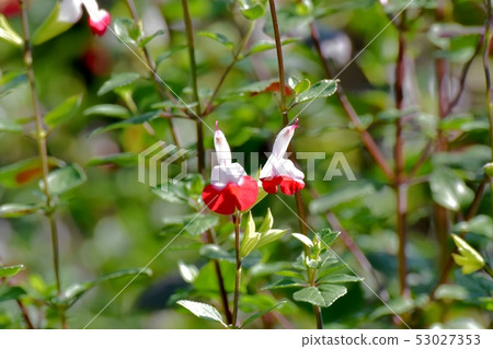 Salvia microfilla blooming in Mitaka Nakahara Salvia microfilla blooming in Mitaka Nakahara 53027353